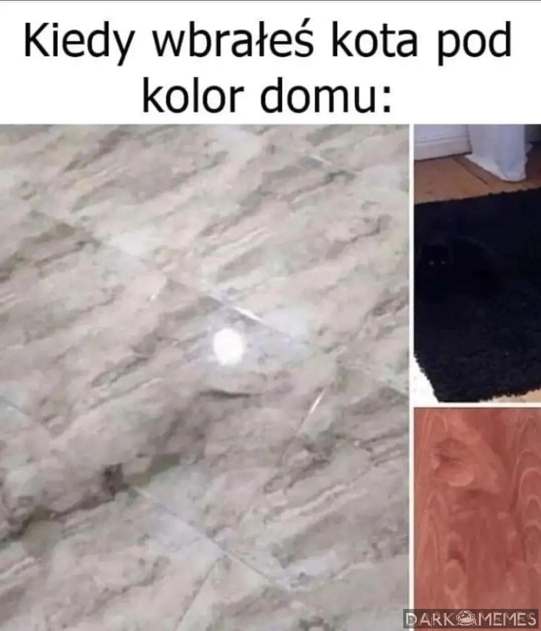 Kotek