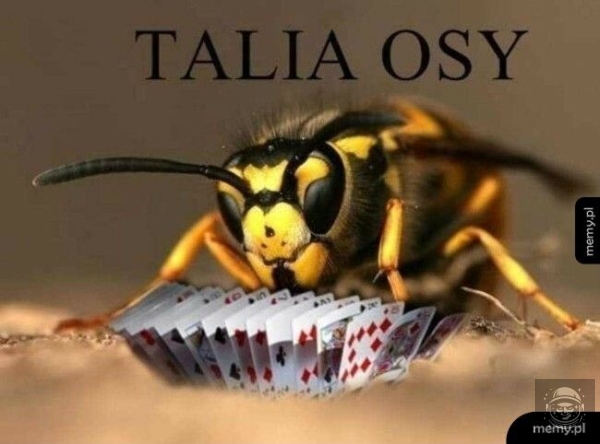 BADUM TSS 