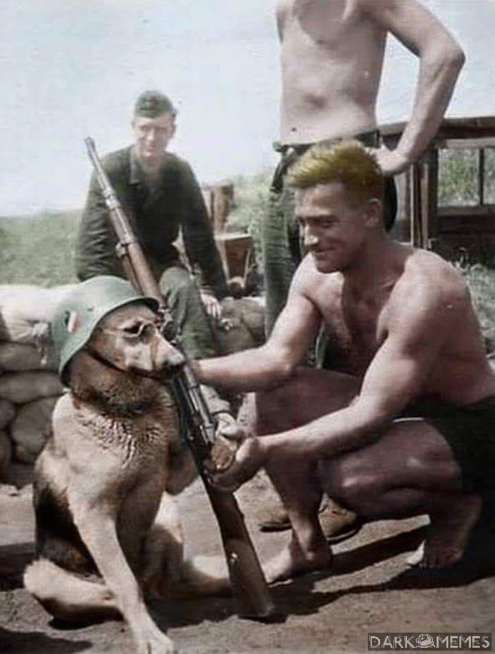 Masz psie pierdolnij sobie