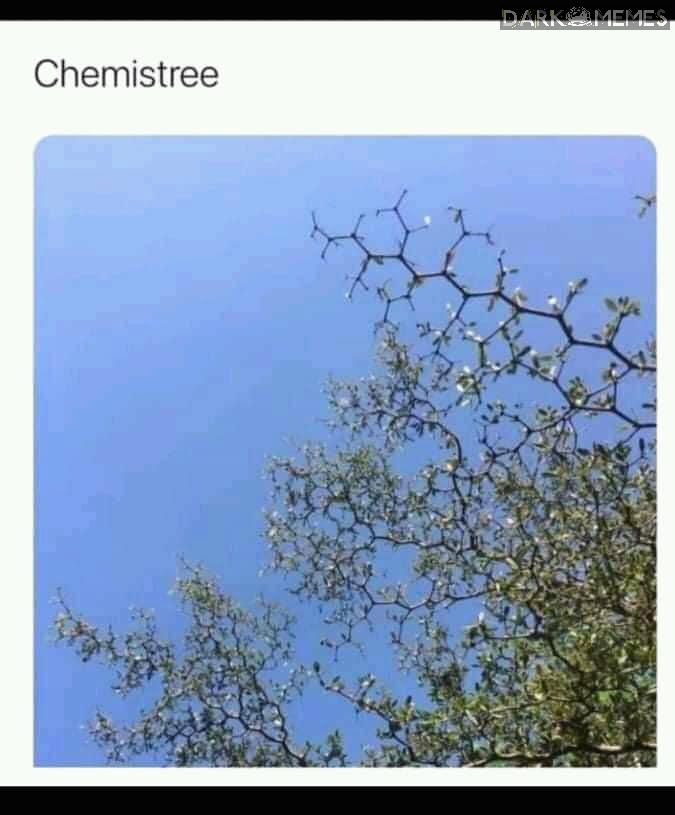 drzefko