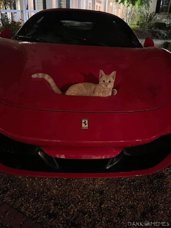 Purrari