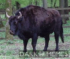 Jaka wielka dzik. prawie jak Dorota Weltmajster