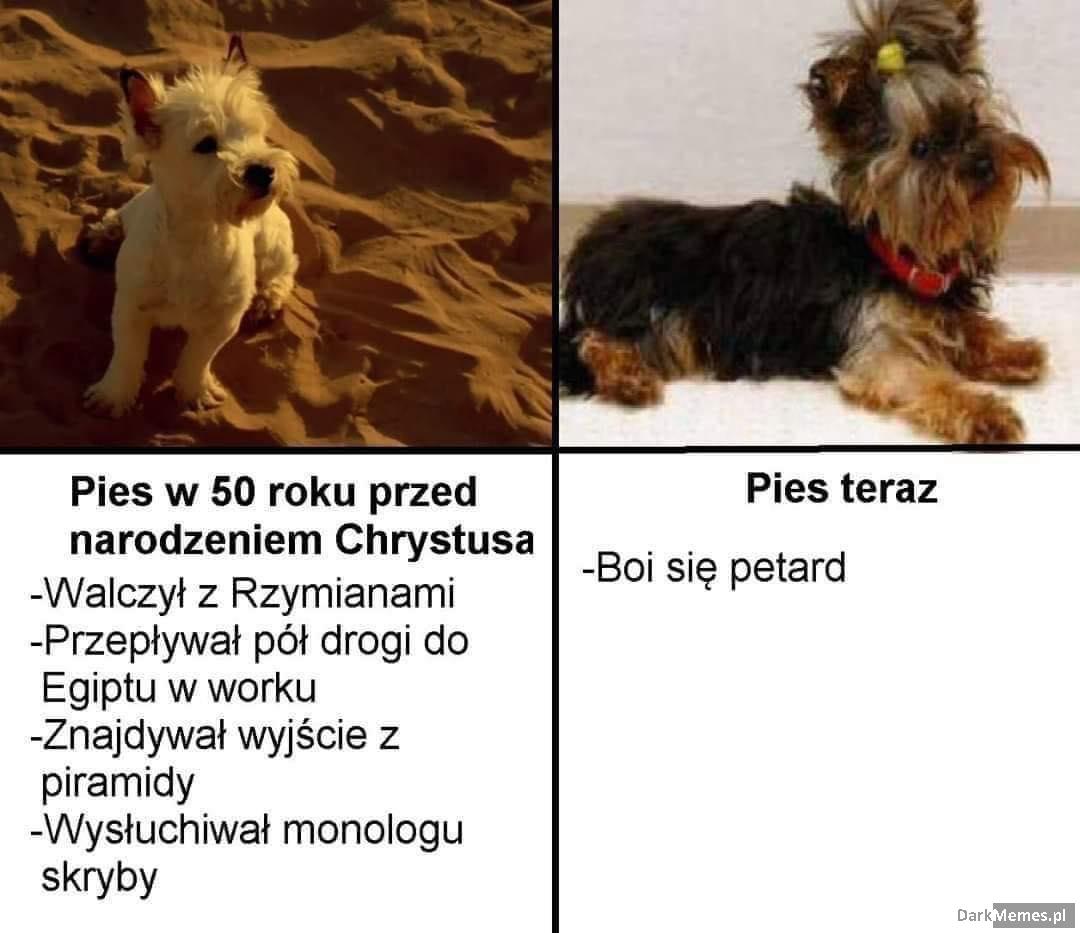 Prawdziwy pies, nie jakiś podrabianiec