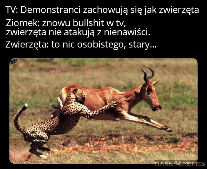 Tytuł