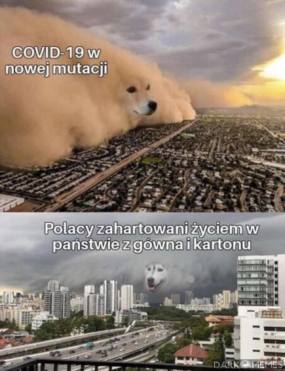 Ale jaka korona?
