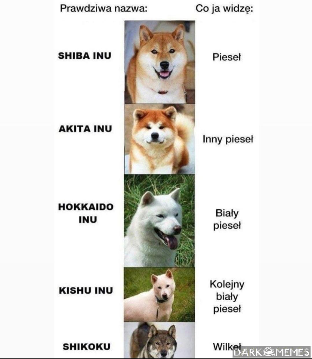 #207340331