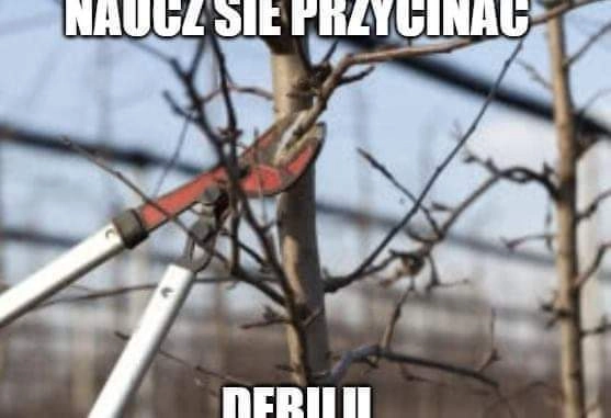 debilu
