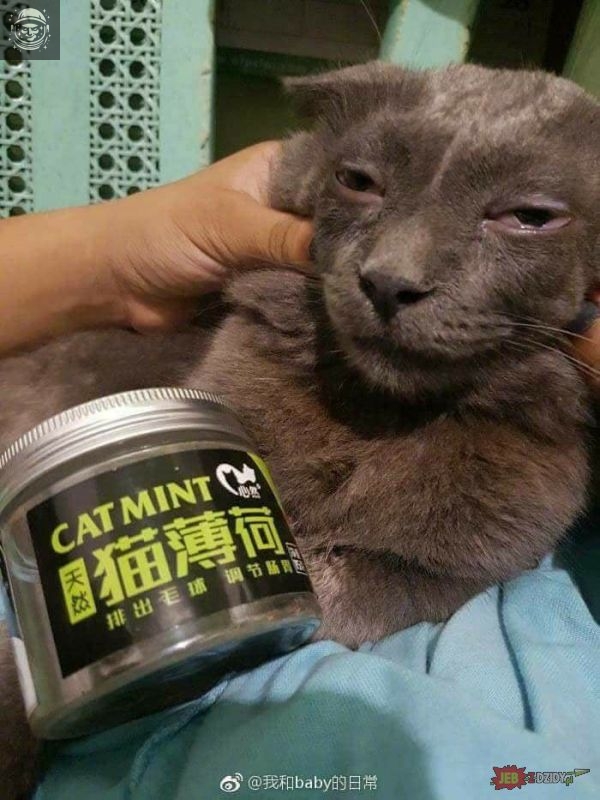 Smoke the catmint everyday