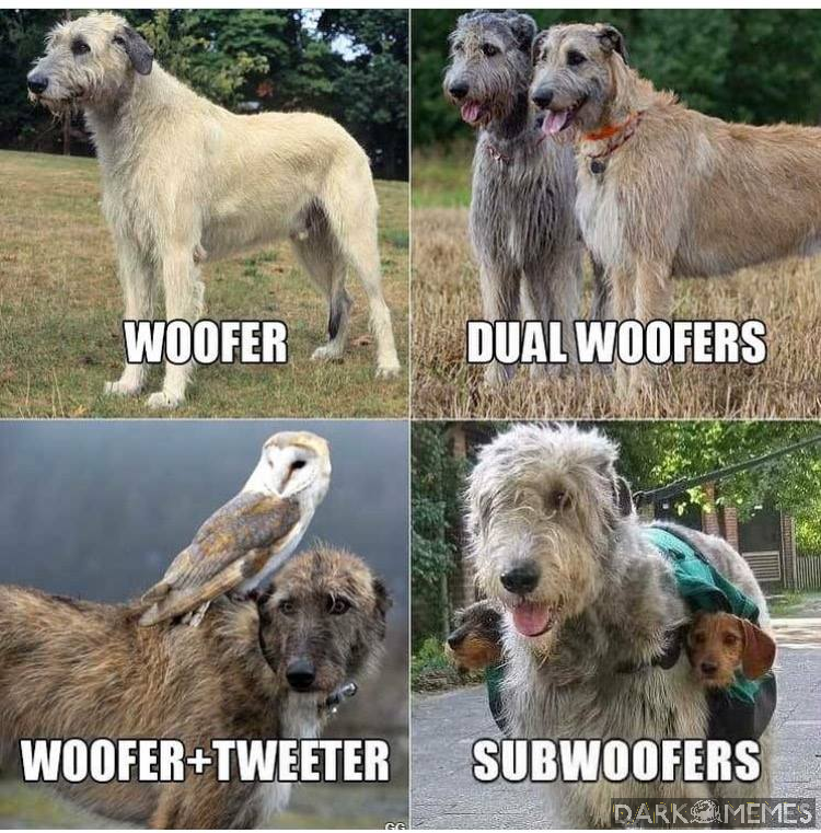 woof woof