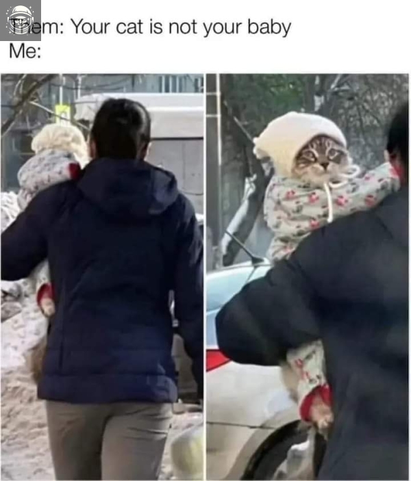 Kotek