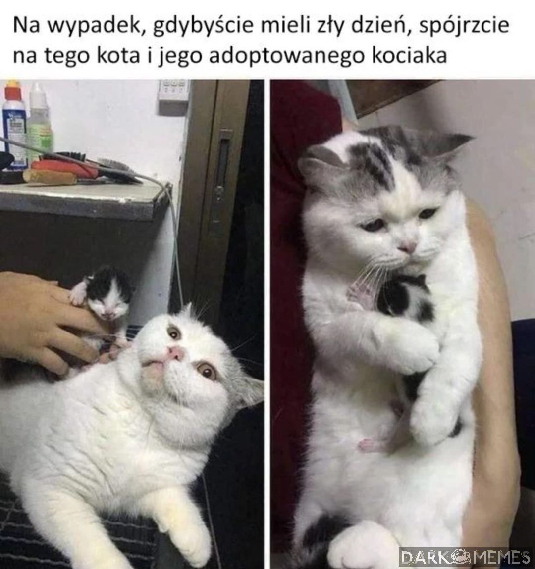 Kotek