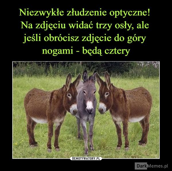 Osioły